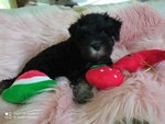 Cuccioli di Schnauzer nano nero Argento - Foto n. 4