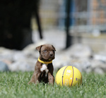Cuccioli American Pitbull Terrier - Foto n. 1
