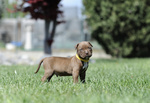 Cuccioli American Pitbull Terrier - Foto n. 2