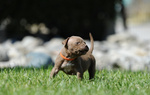 Cuccioli American Pitbull Terrier - Foto n. 4