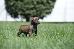 Cuccioli American Pitbull Terrier - Foto n. 5