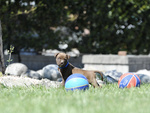 Cuccioli American Pitbull Terrier - Foto n. 6