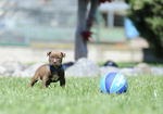 Cuccioli American Pitbull Terrier - Foto n. 7