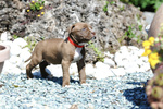 Cuccioli American Pitbull Terrier - Foto n. 10