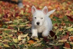 Splendida Cucciola di west Highland White Terrier - Foto n. 2