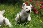 Splendida Cucciola di west Highland White Terrier - Foto n. 3