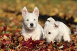 Splendida Cucciola di west Highland White Terrier - Foto n. 4