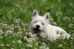 Splendida Cucciola di west Highland White Terrier - Foto n. 5