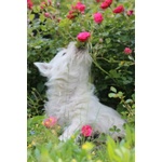 Splendida Cucciola di west Highland White Terrier - Foto n. 6