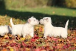Splendida Cucciola di west Highland White Terrier - Foto n. 7