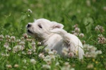 Splendida Cucciola di west Highland White Terrier - Foto n. 8