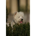 Splendida Cucciola di west Highland White Terrier