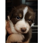 Cuccioli di Australian Sheperd - Foto n. 3