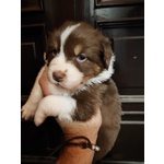 Cuccioli di Australian Sheperd - Foto n. 4