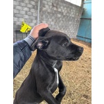 🐶 Pitbull maschio di 1 anno e 1 mese in adozione a Filiano (PZ) e in tutta Italia da privato