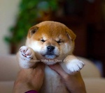 Meravigliosi Cuccioli di Shiba Inu - Foto n. 2