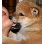 Super Cuccioli di Shiba inu con Pedigree Enci - Foto n. 1