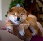 Super Cuccioli di Shiba inu con Pedigree Enci - Foto n. 2