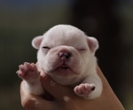 🐶 Bouledogue di 8 settimane (cucciolo) in vendita a Corigliano Calabro (CS) e in tutta Italia da privato