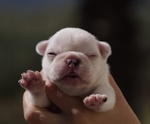 Bouledogue/bulldog Francese Pedigree Enci - Foto n. 1