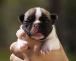 Bouledogue/bulldog Francese Pedigree Enci - Foto n. 4