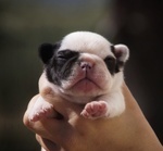 Bouledogue/bulldog Francese Pedigree Enci - Foto n. 5