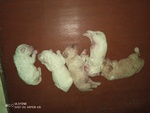 🐶 Lagotto Romagnolo di 6 settimane (cucciolo) in vendita a Udine (UD) e in tutta Italia da privato