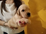 Cuccioli Golden Retriever con Pedigree - Foto n. 3