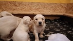 Cuccioli Golden Retriever con Pedigree - Foto n. 5