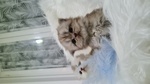 Scottish Fold - Foto n. 2