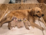 Cuccioli American Golden Retriever