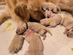 Cuccioli American Golden Retriever - Foto n. 3