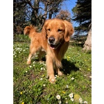 Cuccioli American Golden Retriever - Foto n. 6