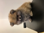 🐶 Volpino Pomerania maschio di 7 settimane (cucciolo) in vendita a Ancona (AN) da privato