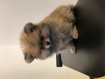 Cuccioli di Volpino Della Pomerania Nani