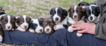 🐶 Australian Shepherd di 8 mesi in vendita a Cortona (AR) e in tutta Italia da privato