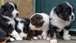 Cuccioli di Pastore Australiano con Pedigree - Foto n. 8