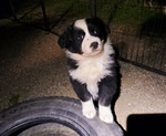 Cuccioli di Pastore Australiano con Pedigree - Foto n. 11