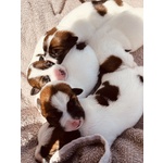🐶 Jack Russel di 7 settimane (cucciolo) in vendita a Stimigliano (RI) e in tutta Italia da privato