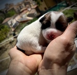 Cuccioli jack Russel Ottima Genealogia - Foto n. 2