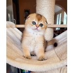 Scottish Fold - Foto n. 1