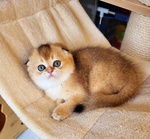 Scottish Fold - Foto n. 3