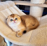 Scottish Fold - Foto n. 5