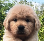 Bellissimi Cuccioli di Golden Retriever 100% Americani