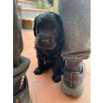 Disponibili Cuccioli flat Coated Retrieve