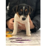 VENDO 3 CUCCIOLI DI JACK RUSSELL MASCHI CON PEDIGREE