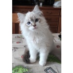 Dolcissimo Cucciolo Ragdoll da pet Therapy