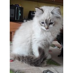 Dolcissimo Cucciolo Ragdoll da pet Therapy - Foto n. 7