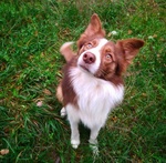 Cuccioli di Border Collie