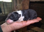 Cuccioli di Border Collie - Foto n. 3